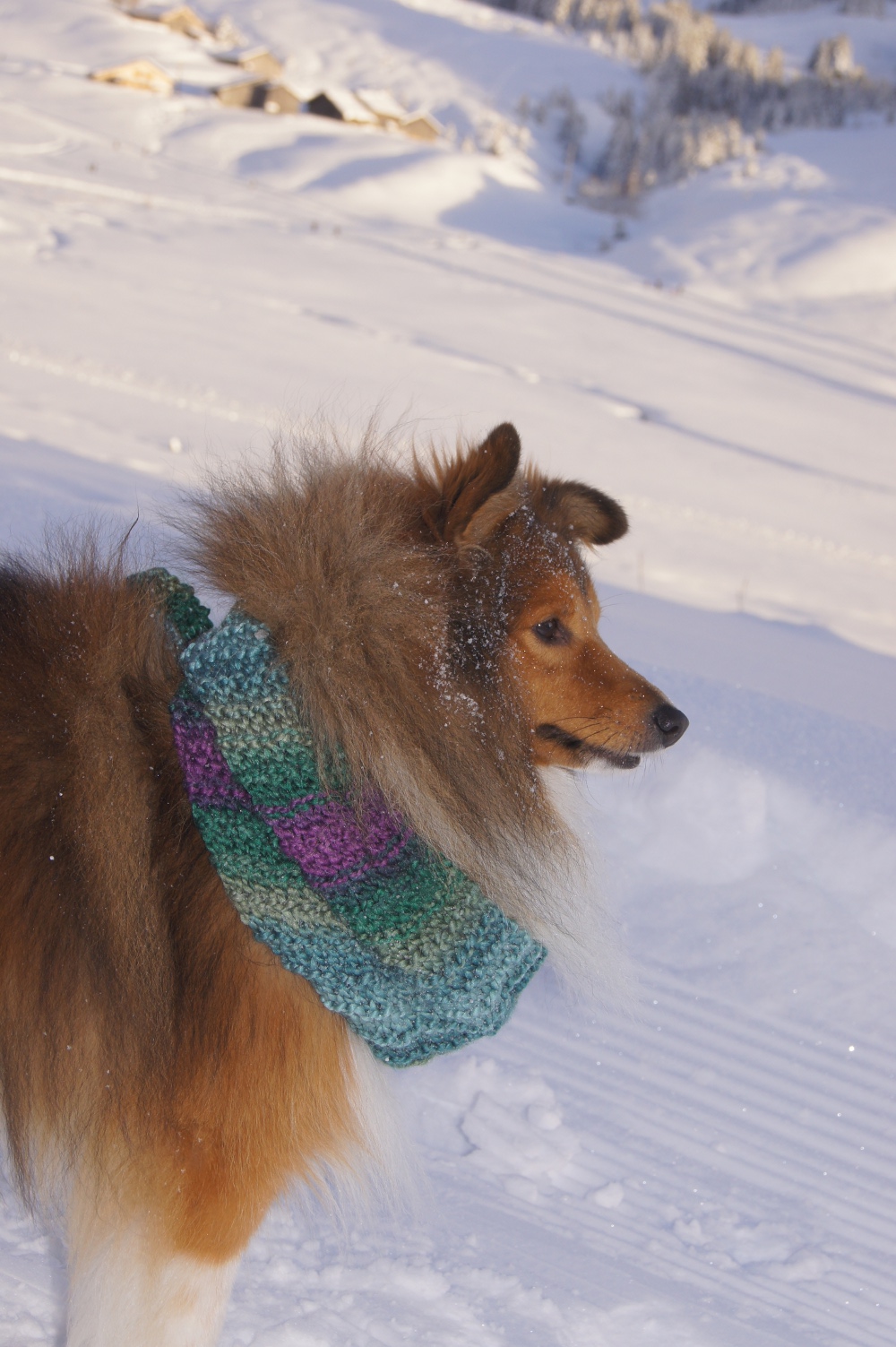 Flush sur les pistes lors de ses dernires vacances d'hiver. ...